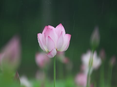 雨  荷花  黄巢村