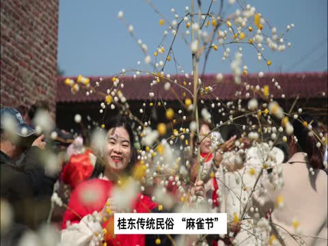 地方特色 传统民俗 桂东 “麻雀节