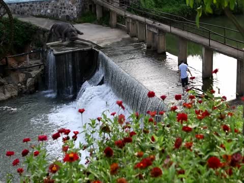 小桥  流水 人家 荷花  河道  花  紫薇  乡村  水美湘村  水利治理