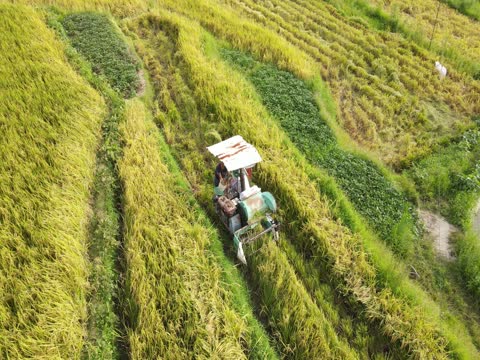粮食生产  稻谷  中稻    双峰县  微型收割机  丰收  小农机  梯田