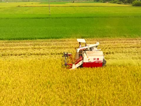 粮食生产  稻谷  中稻  农业机械  收割机  双峰县