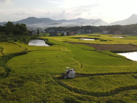 粮食生产  稻谷  中稻  农业机械  收割机  双峰县