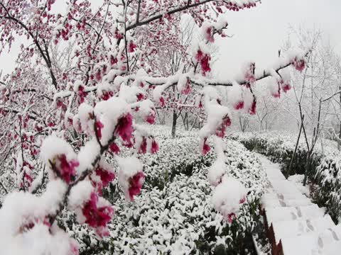 湖南  郴州市  苏仙区   高椅岭  樱花茶园  樱花  雪花  浪漫邂逅  黄建华