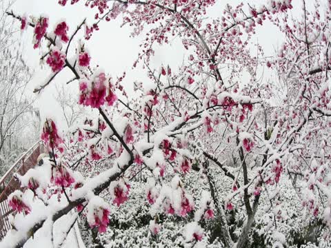 湖南  郴州市   苏仙区  高椅岭 
 樱花茶园   樱花  雪花  浪漫  邂逅