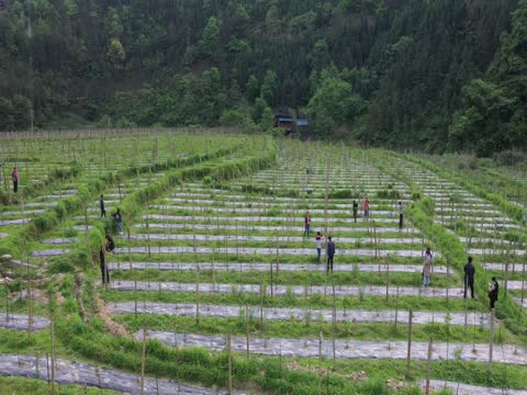 城步苗族自治县  汀坪乡  龙塘村 
 百香果基地