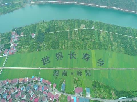 麻阳，油菜花开