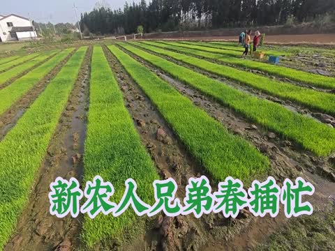 乡村振兴