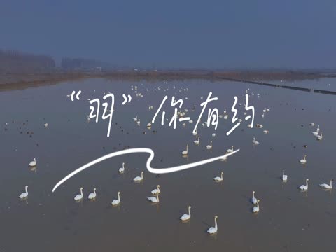 小天鹅，观鸟，白鹤，屈原管理区，东古湖