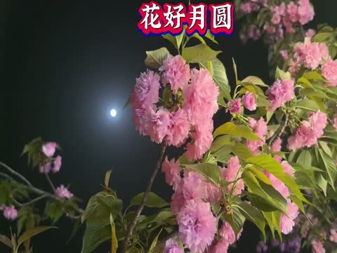 花好月圆