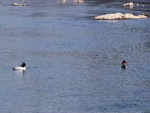 中华秋沙鸭 秋沙鸭 野生动物 候鸟