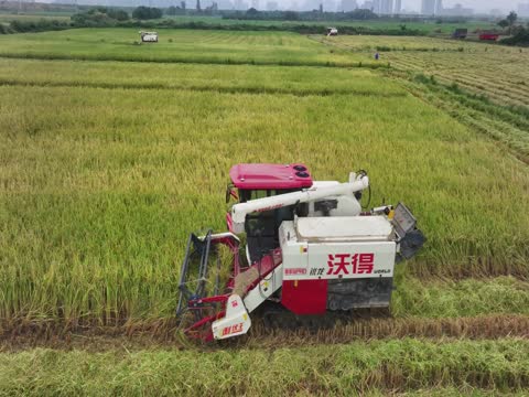 寒露节气  农事活动  晚稻收割  收割机
