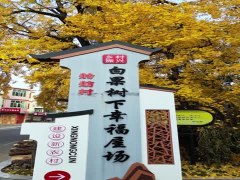 茶陵 又是一年银杏黄