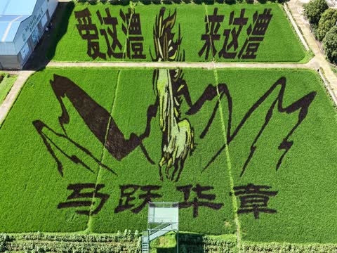 农业科技  品牌农业  稻田彩绘  十二生肖  马  农文旅融合