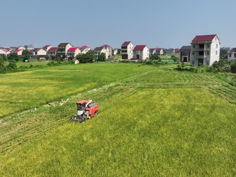 冒高温收割早稻