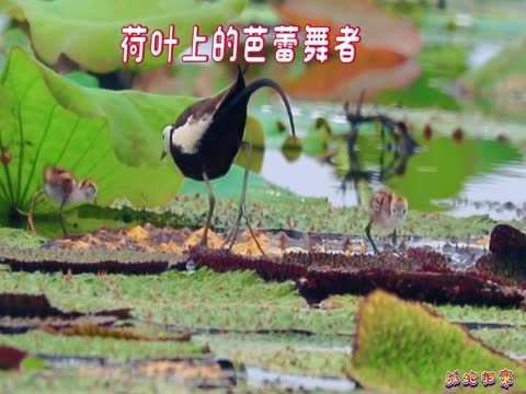 自然环境    生态   野生 动物