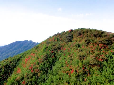 农村  大山  红杜鹃  乡村旅游  怀化会同