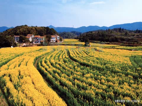 油菜花