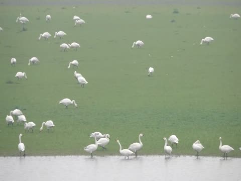 洞庭湖湿地 候鸟 自然环境 风光